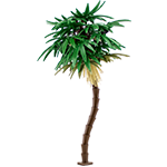 Beach Palm